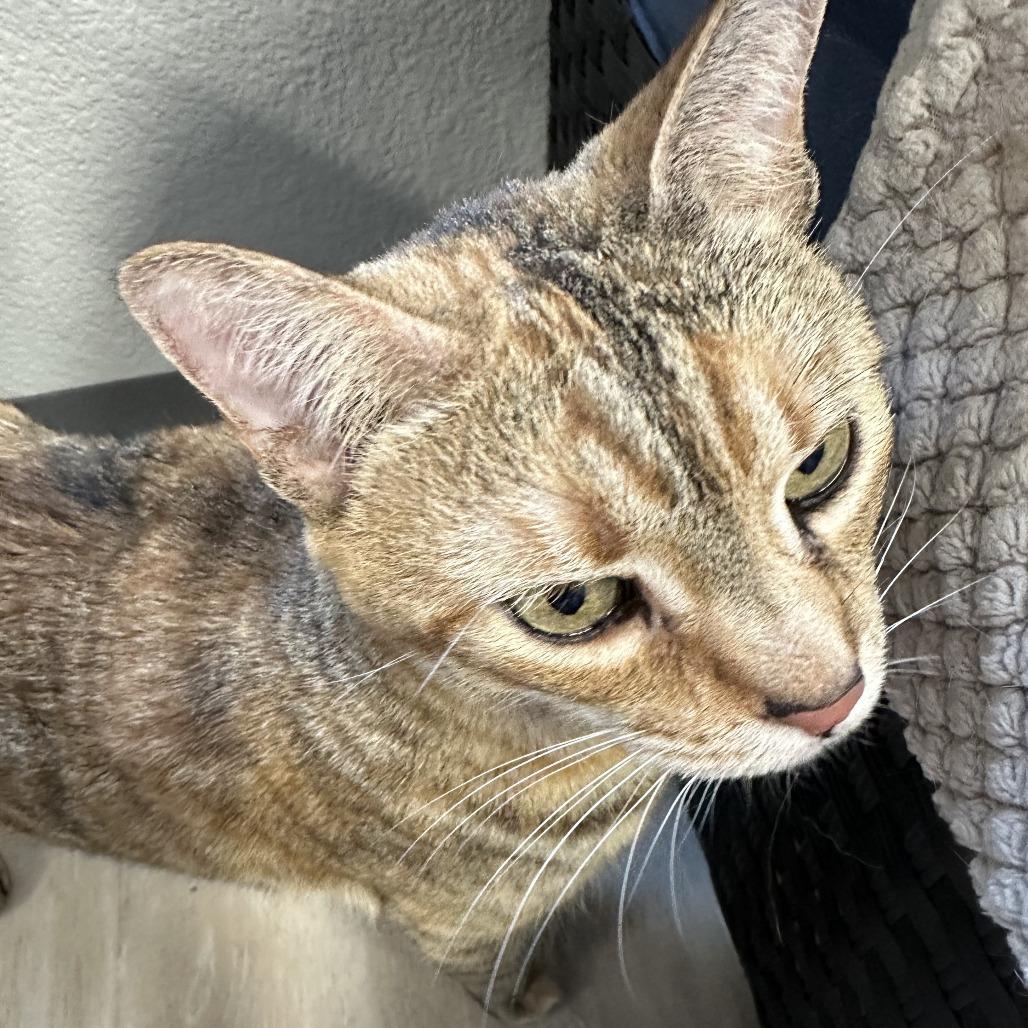 Kuma, a Adoptable Domestic Short Hair in Durango, CO image 2/5