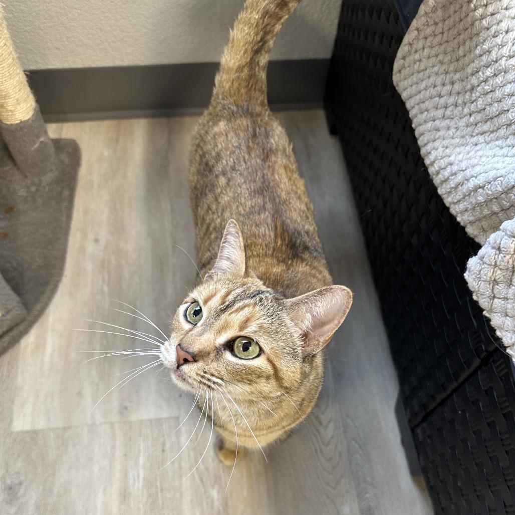 Kuma, a Adoptable Domestic Short Hair in Durango, CO image 3/5