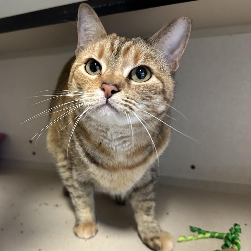 Kuma, a Adoptable Domestic Short Hair in Durango, CO image 4/5