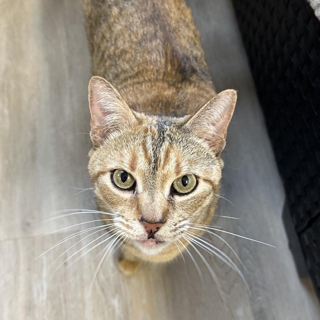 Kuma, a Adoptable Domestic Short Hair in Durango, CO image 5/5