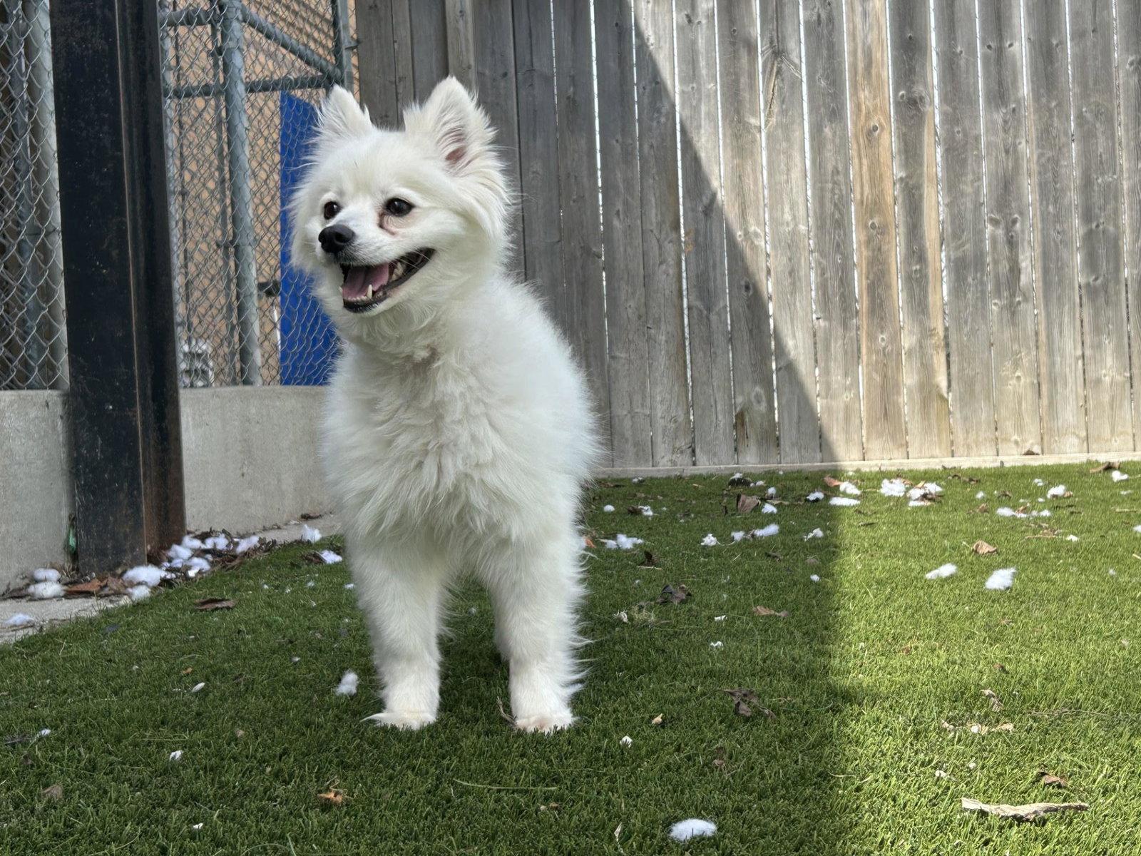 Enlarge Snow, a Adoptable American Eskimo Dog in Etobicoke, ON image 1/3