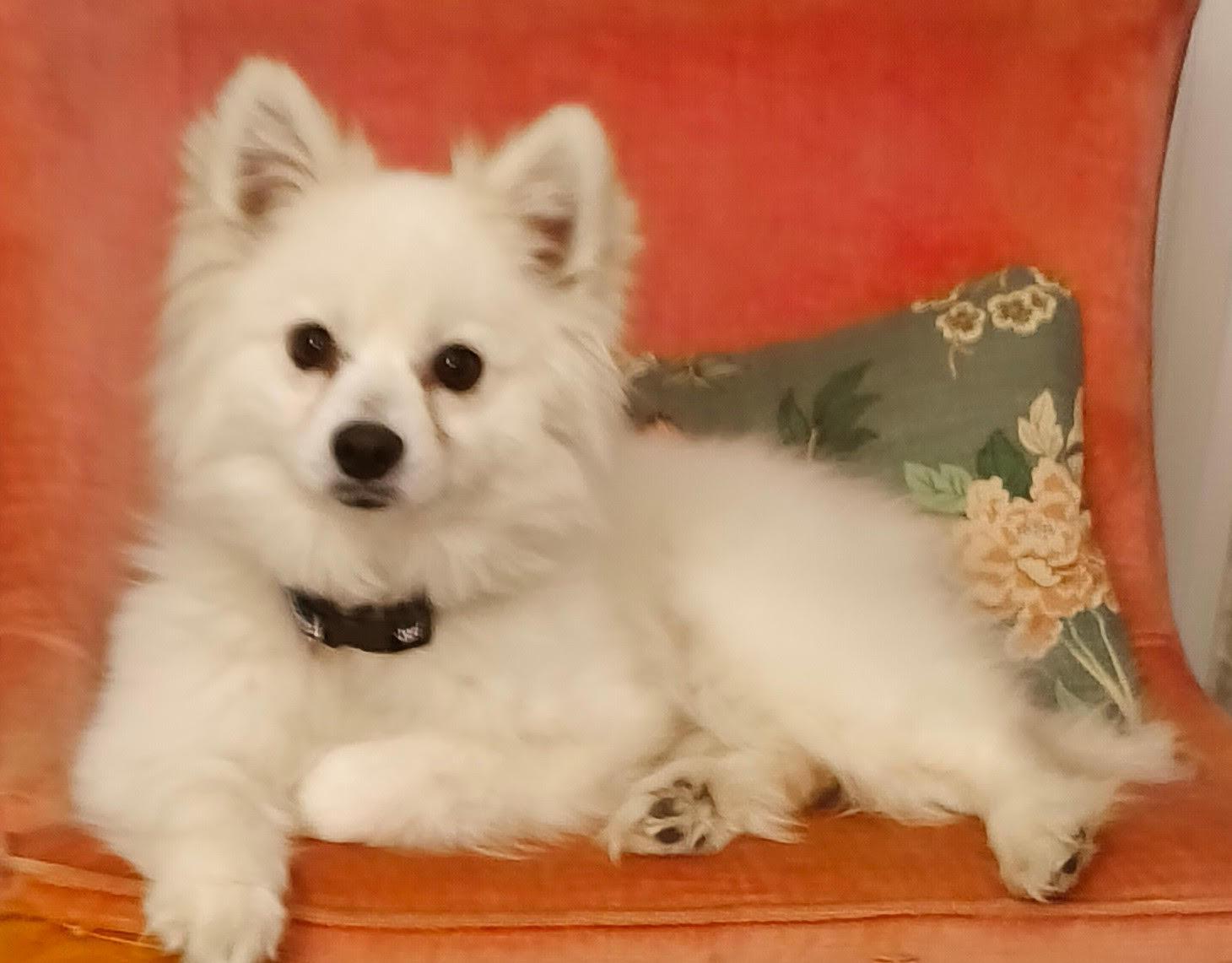 Enlarge Snow, a Adoptable American Eskimo Dog in Etobicoke, ON image 2/3