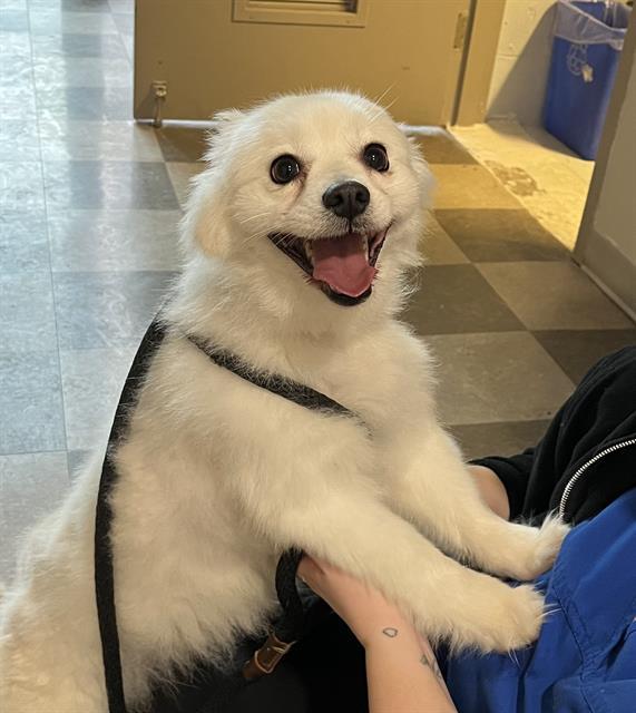 Enlarge Snow, a Adoptable American Eskimo Dog in Etobicoke, ON image 3/3