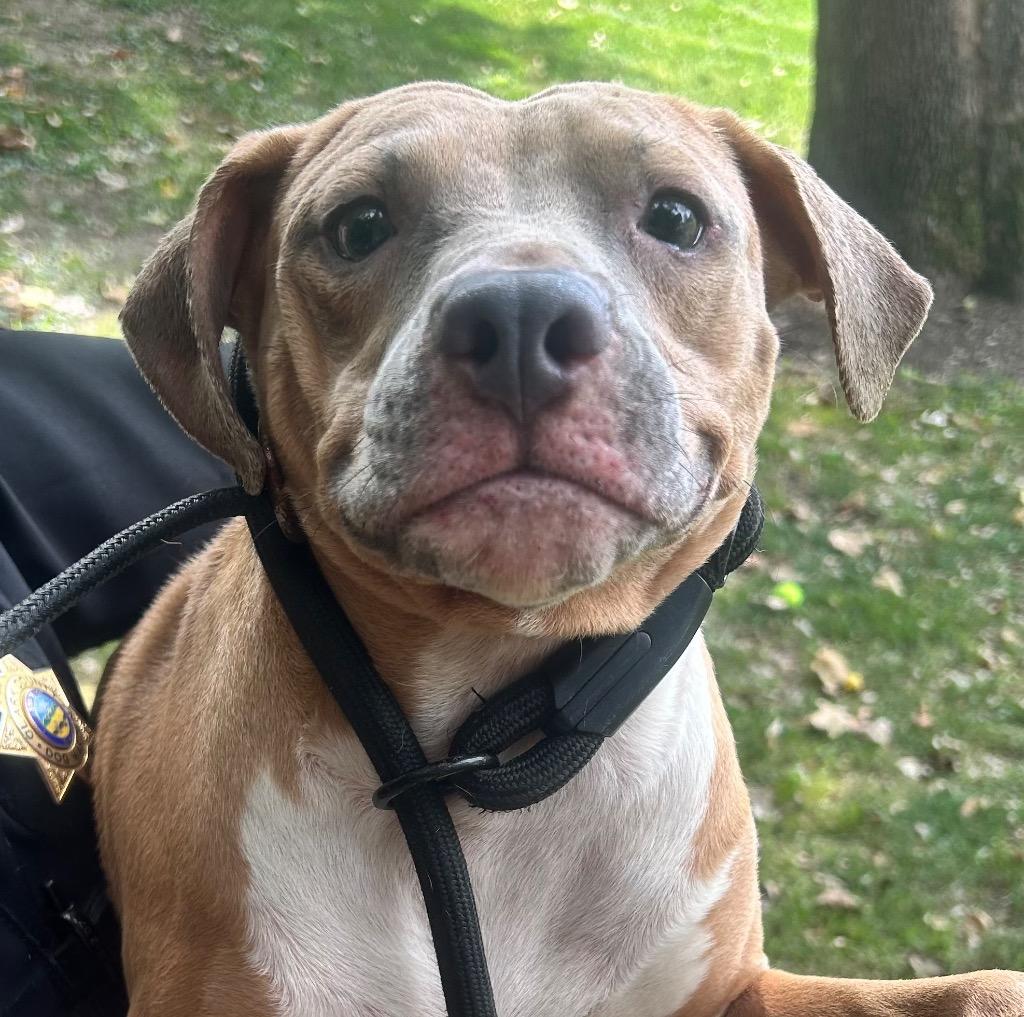 Jasmine, Adoptable, Young Female Vizsla.