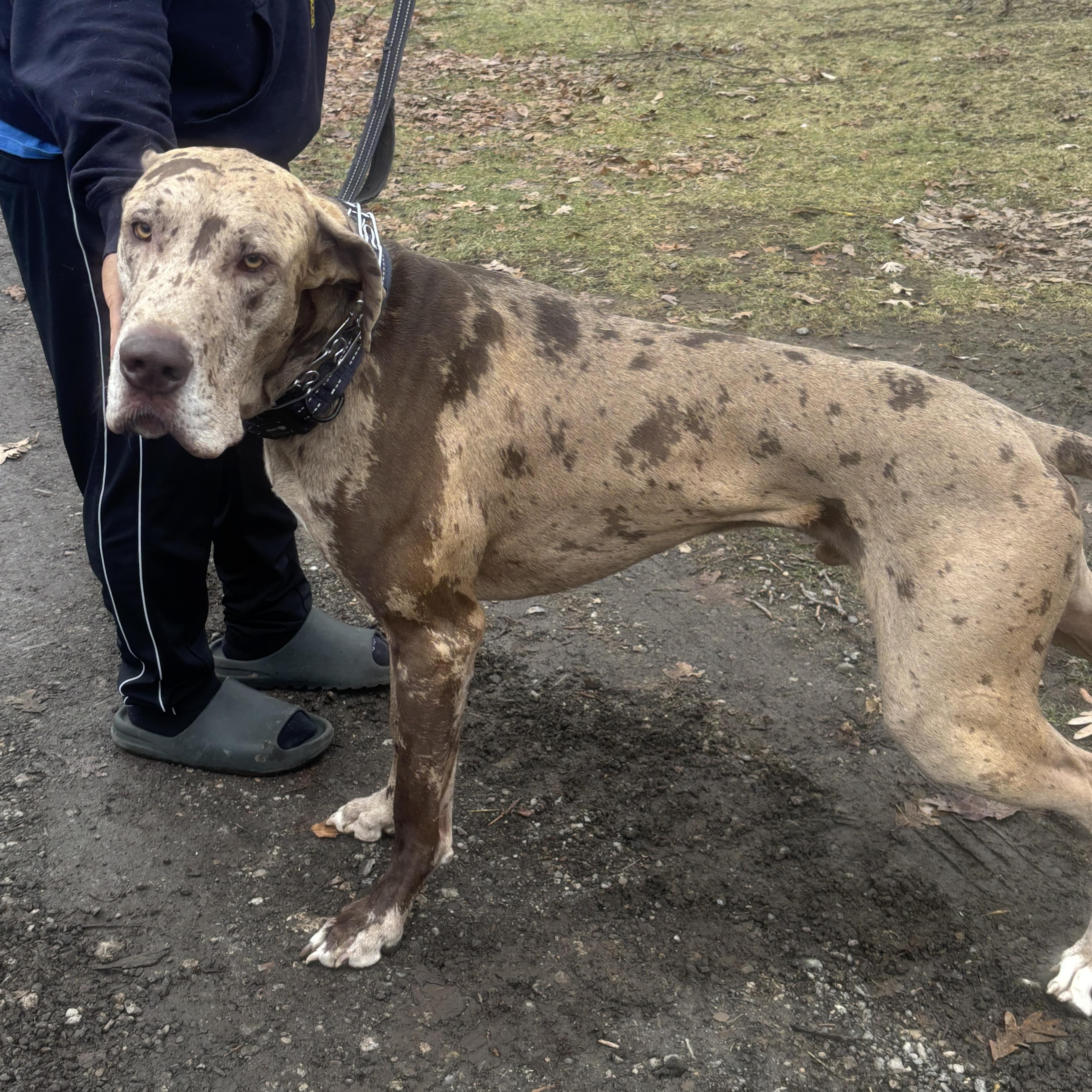Enlarge Scooby, a ADOPTABLE Great Dane in Macomb, MI image 2/3
