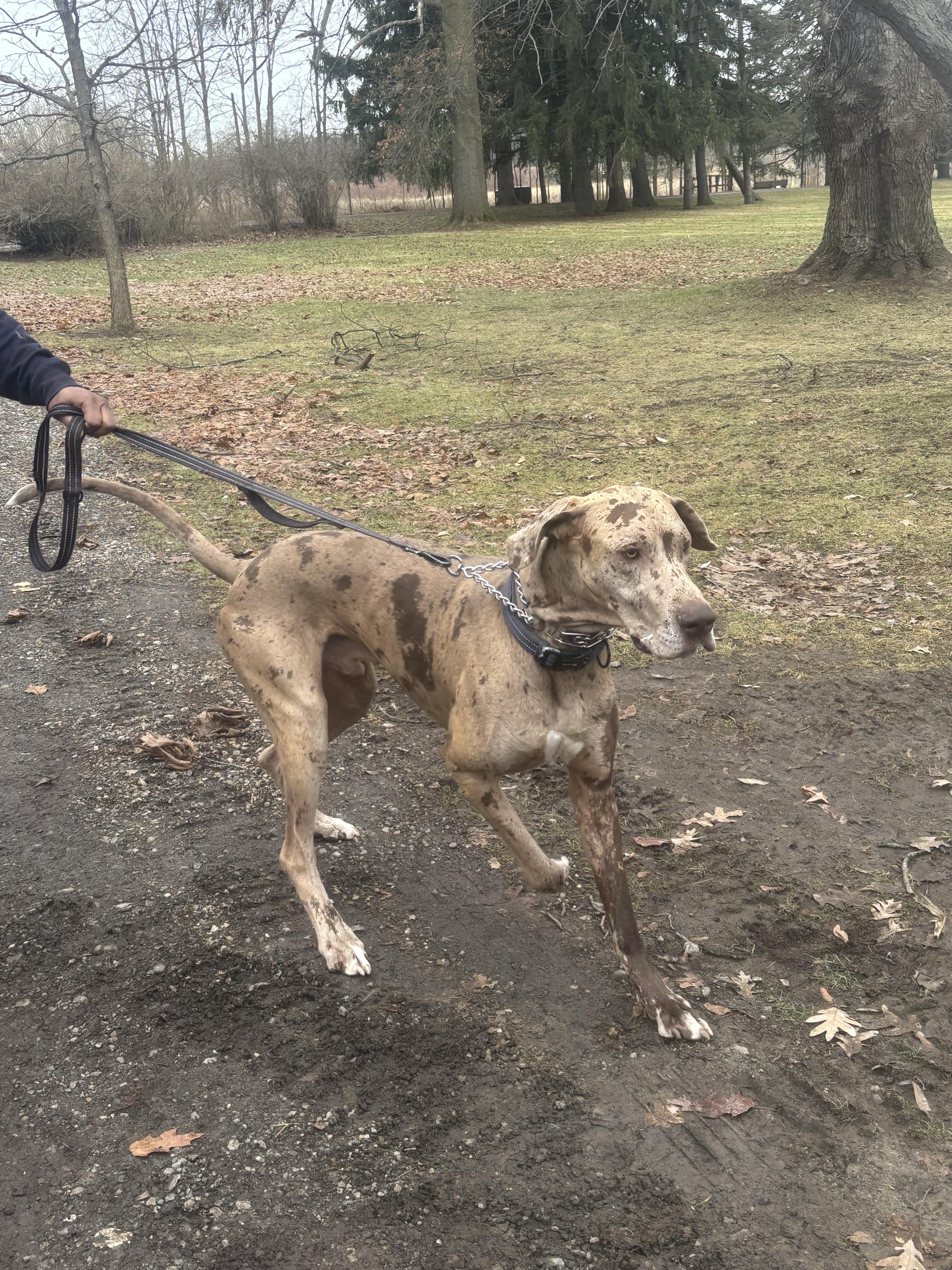Enlarge Scooby, a ADOPTABLE Great Dane in Macomb, MI image 3/3