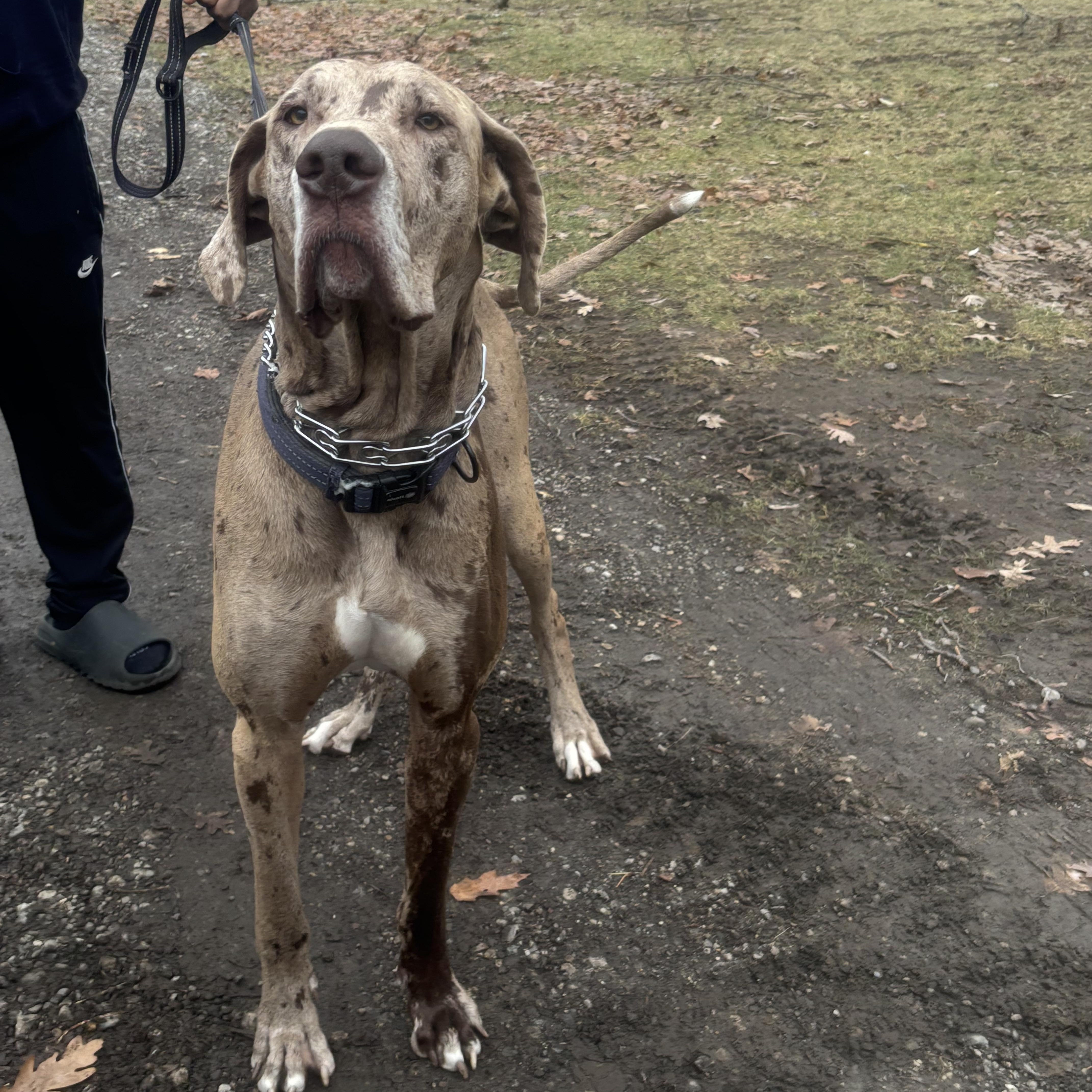 Enlarge Scooby, a ADOPTABLE Great Dane in Macomb, MI image 1/3