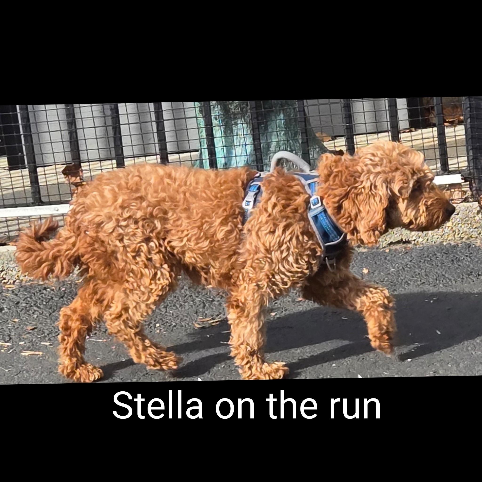 Stella