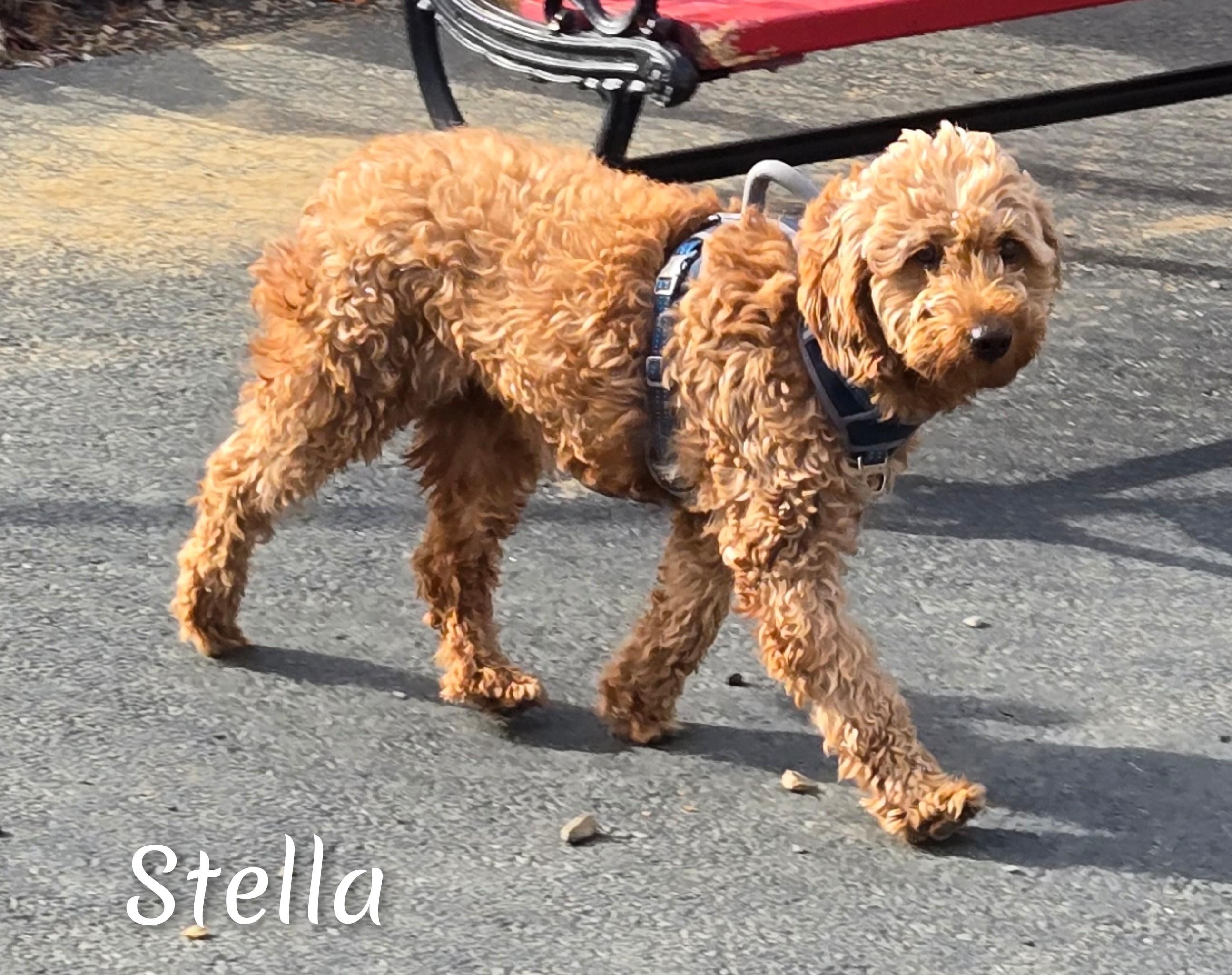 Stella