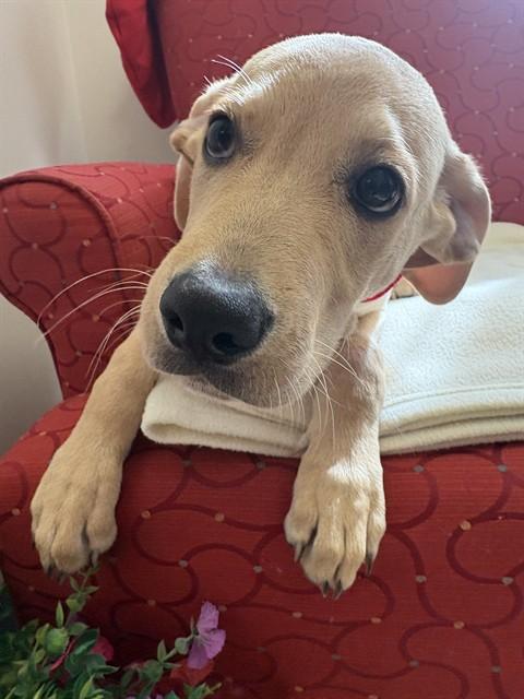 BRINKLEY, Adoptable, Puppy Male Labrador Retriever & Mixed Breed.