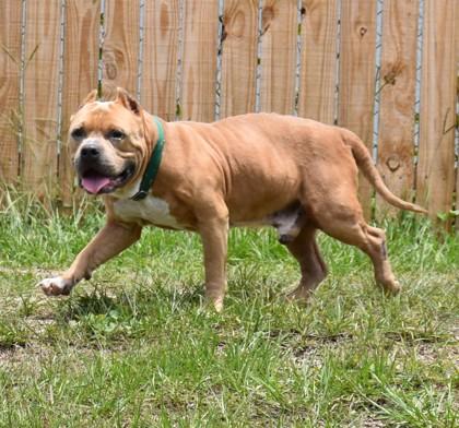 Clifford, ADOPTABLE, Adult Male Pit Bull Terrier & Bulldog.