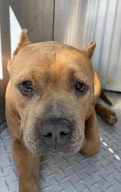 Clifford, a ADOPTABLE mixed breed in Inverness, FL image 2/2
