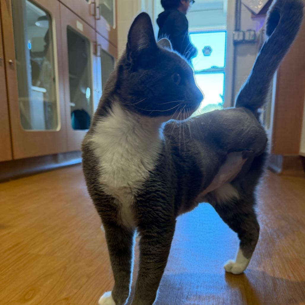 Mac N Cheese, Adoptable, Adult Male Domestic Long Hair.