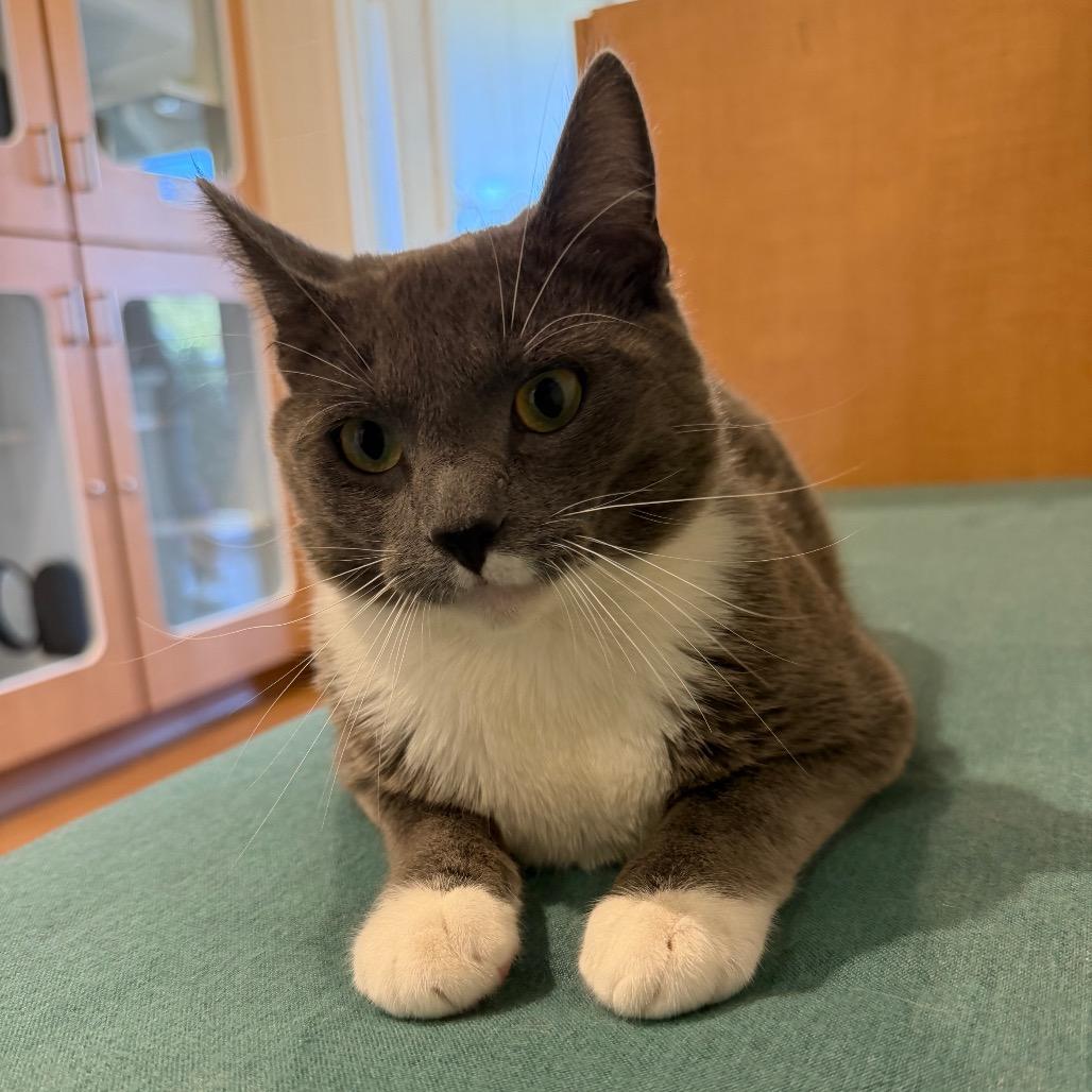 Enlarge Mac N Cheese, a Adoptable Domestic Long Hair in Buellton, CA image 2/5