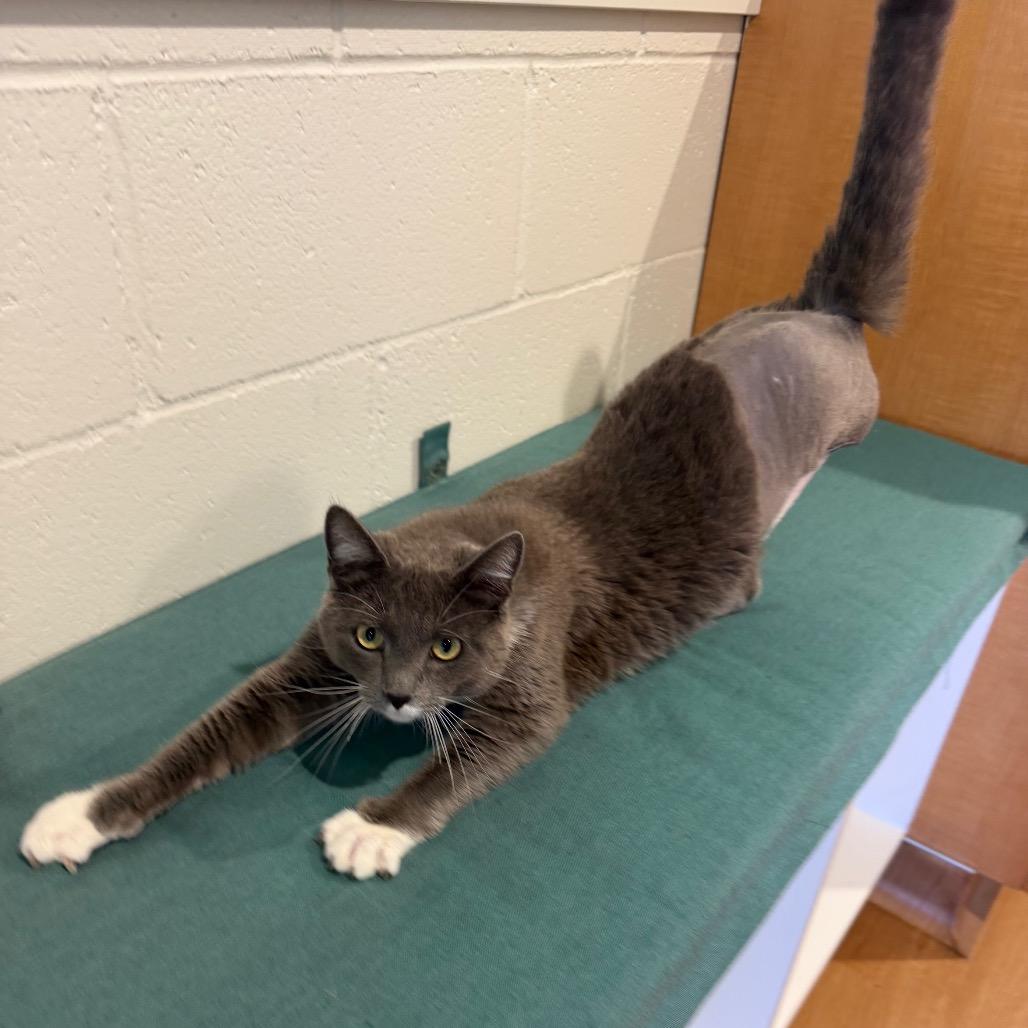 Enlarge Mac N Cheese, a Adoptable Domestic Long Hair in Buellton, CA image 3/5