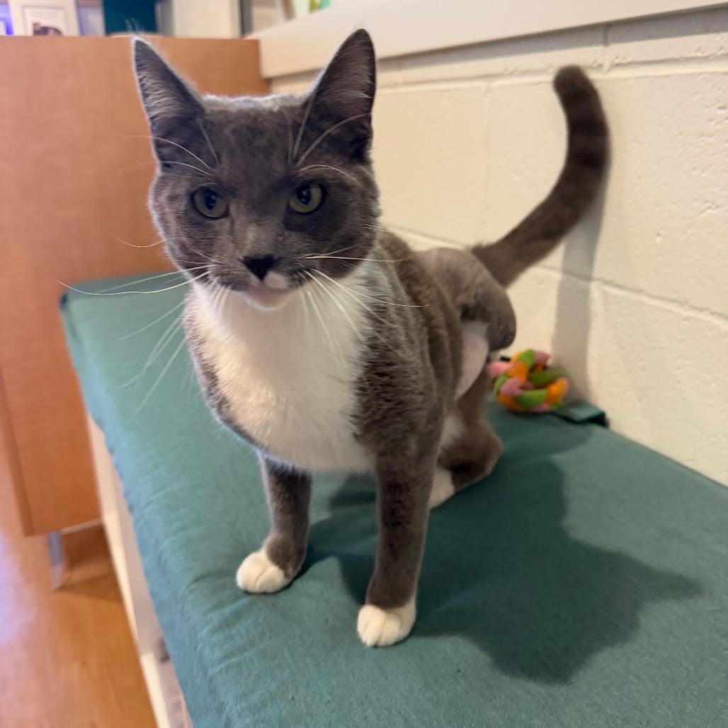 Enlarge Mac N Cheese, a Adoptable Domestic Long Hair in Buellton, CA image 4/5