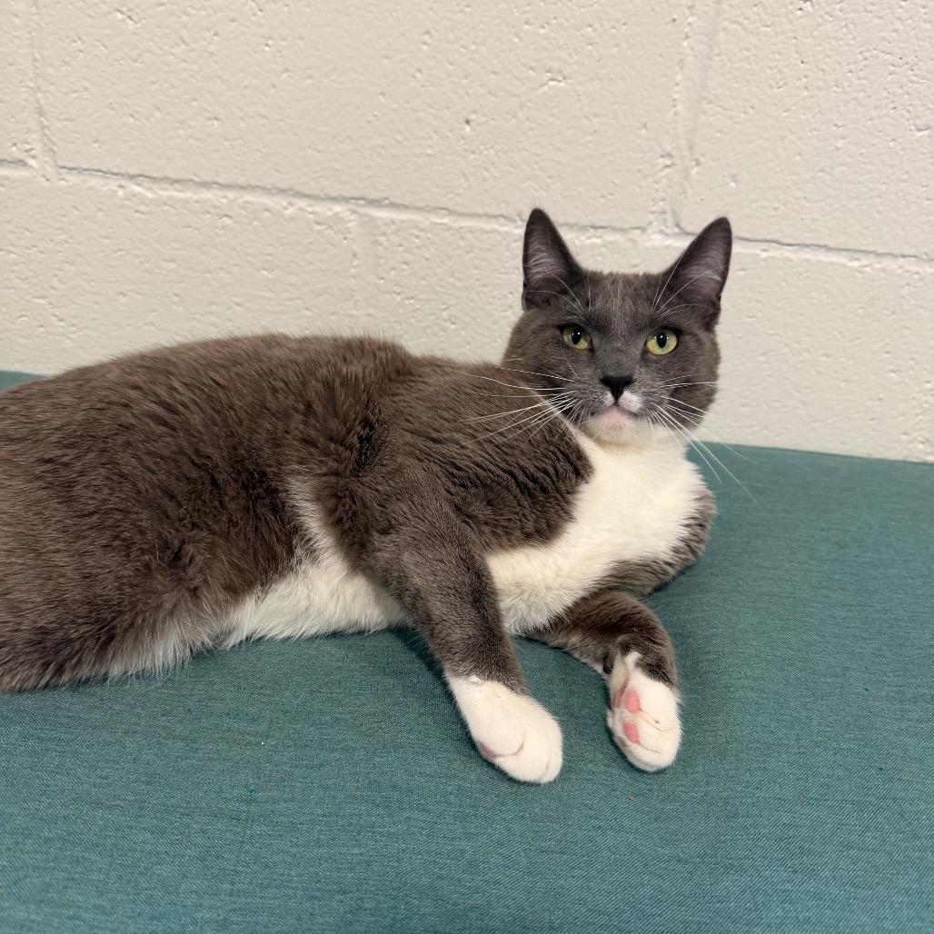 Enlarge Mac N Cheese, a Adoptable Domestic Long Hair in Buellton, CA image 5/5