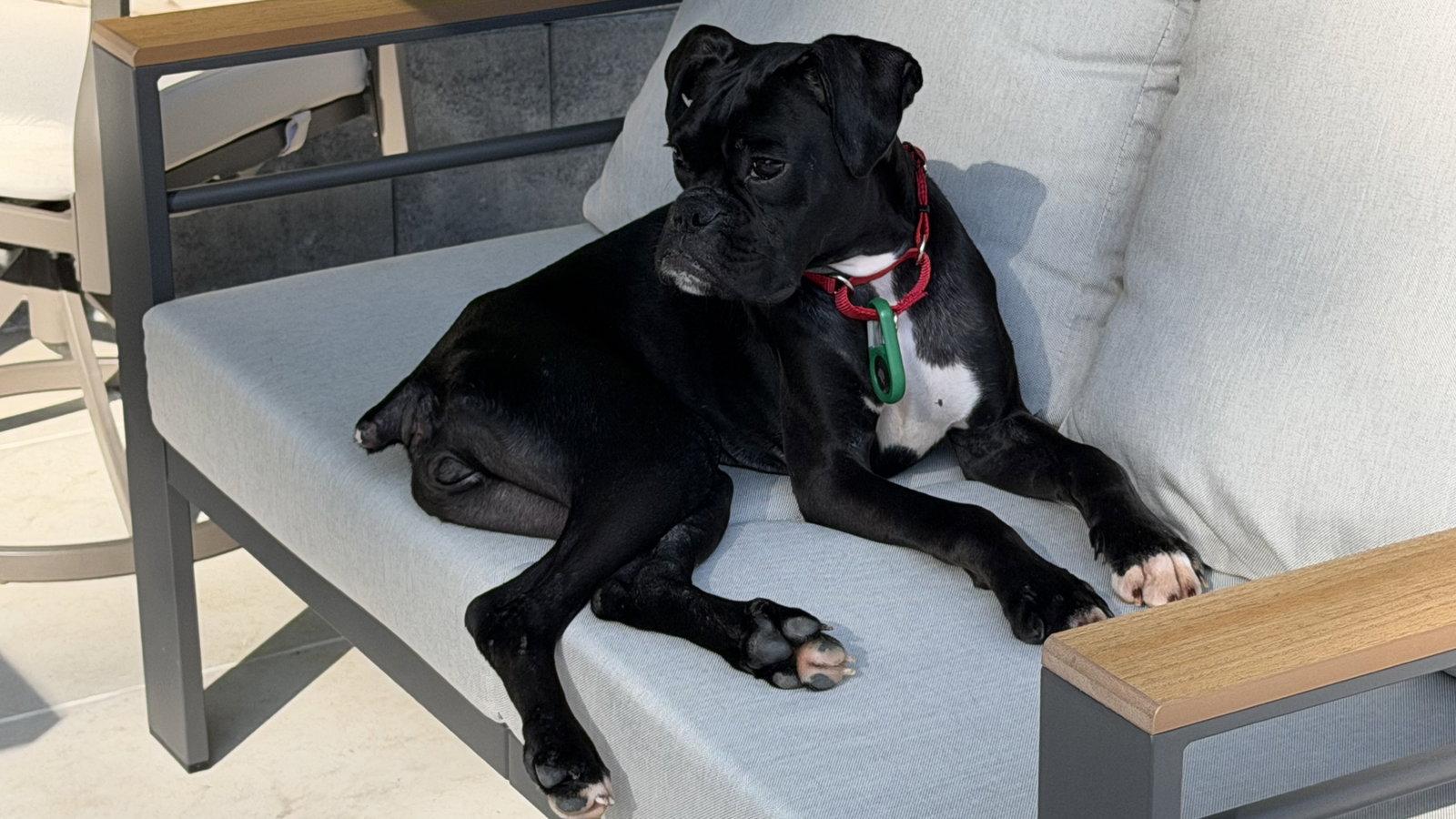 Buffy, Adoptable, Young Female Boxer.