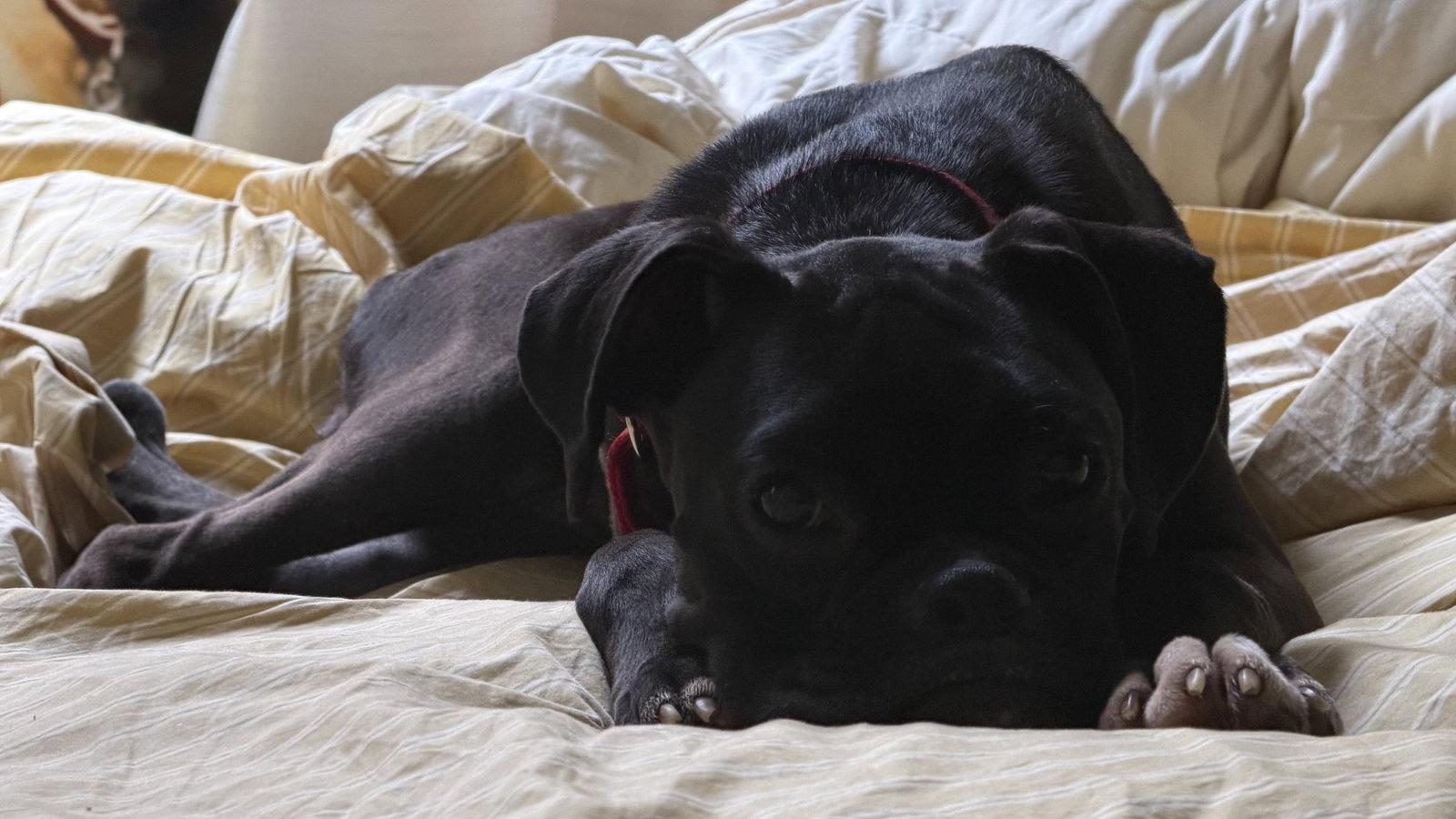 Buffy, a Adoptable Boxer in Monticello, NY image 2/2