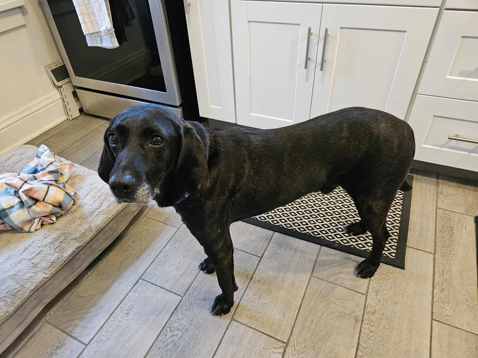 Black Jack thumbnail 2