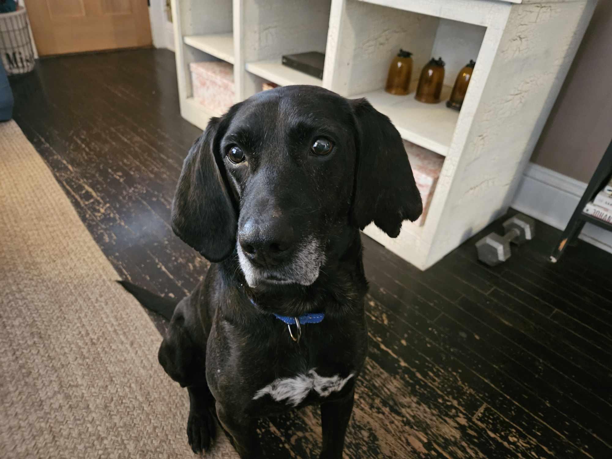 Black Jack, ADOPTABLE, Senior Male Hound.