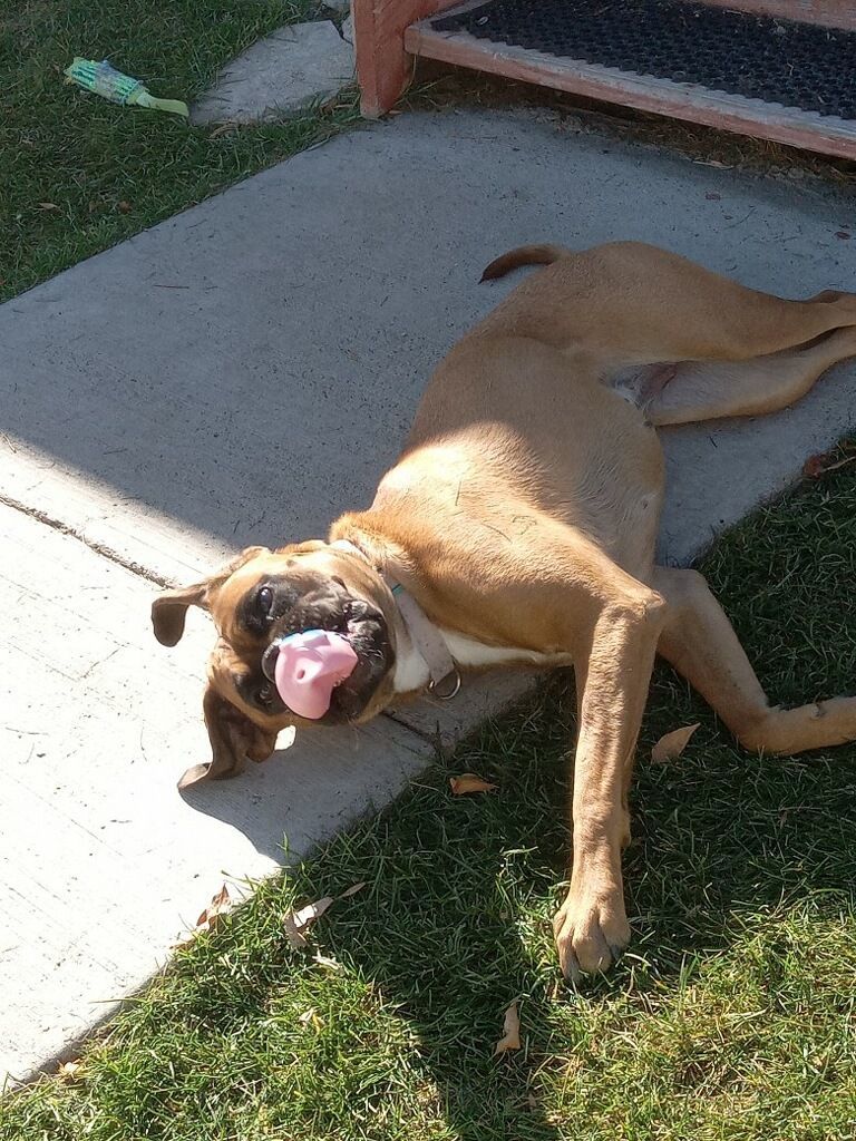 Sadie, a Adoptable Boxer in Choteau, MT image 6/8
