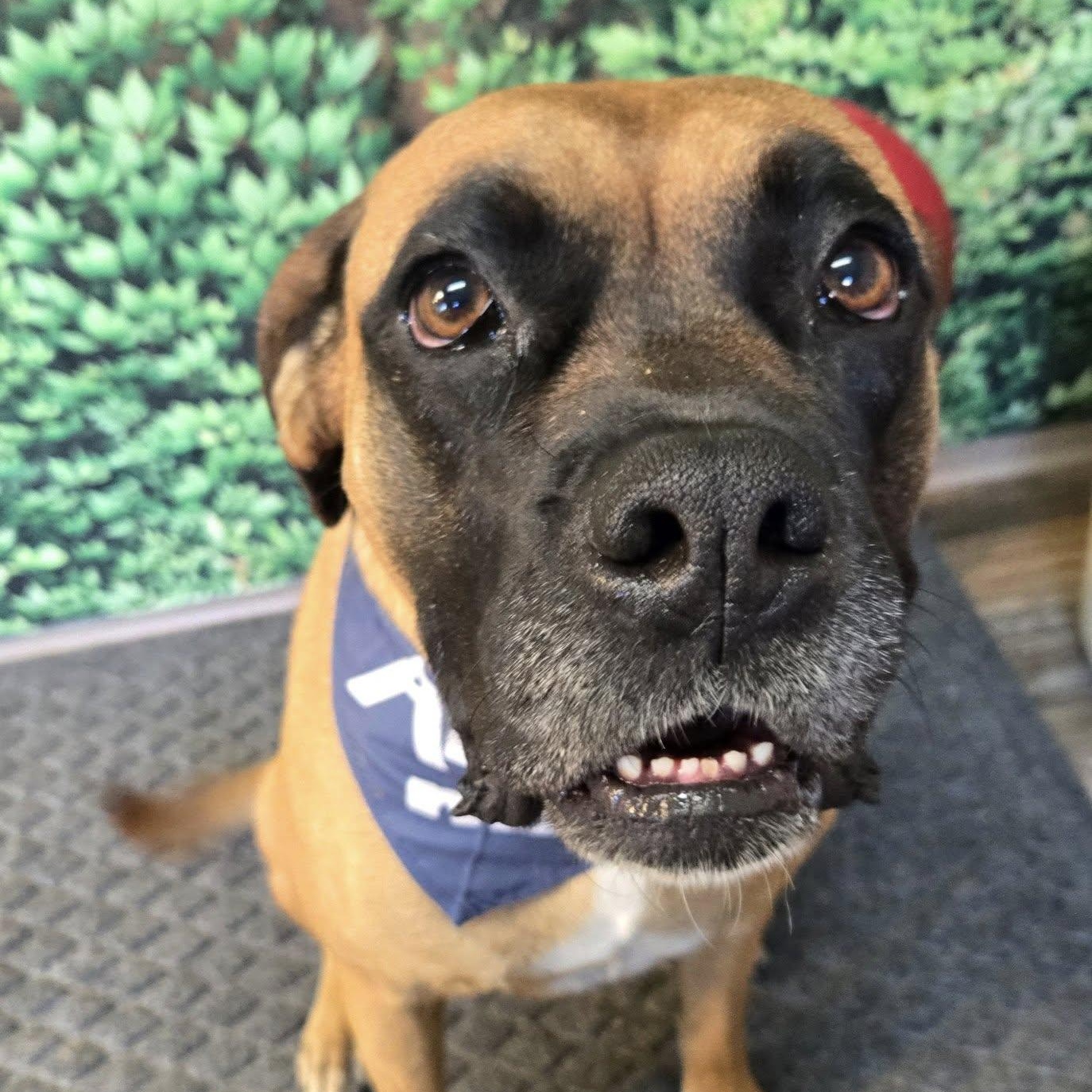 Sadie, Adoptable, Young Female Boxer.