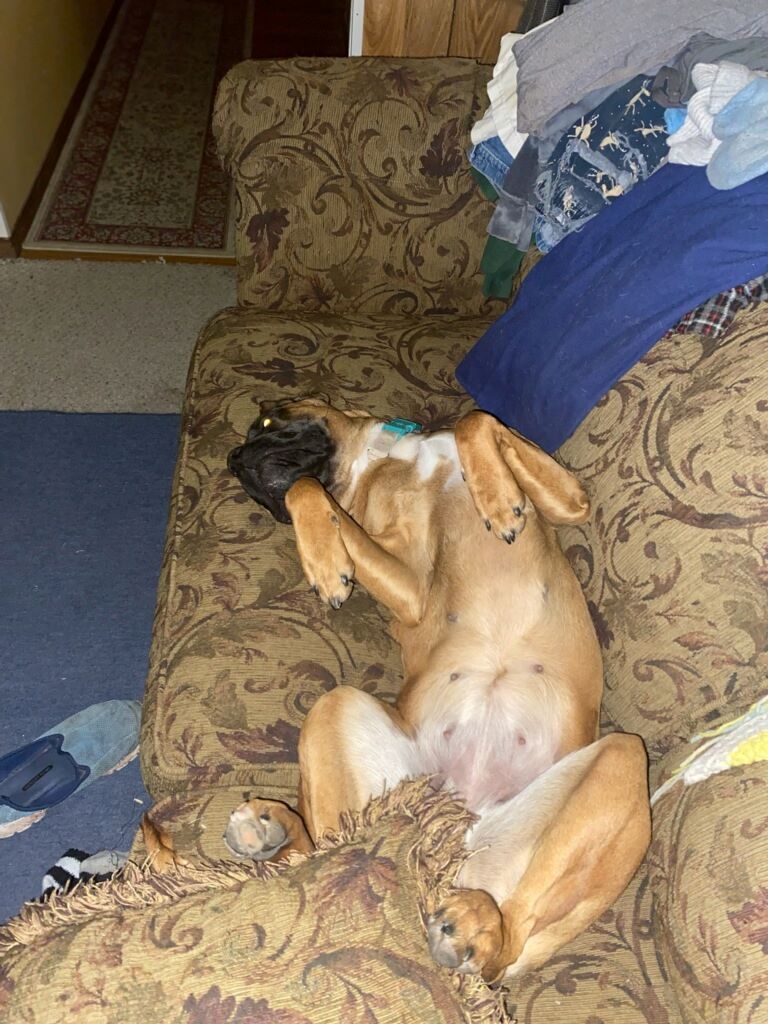 Enlarge Sadie, a Adoptable Boxer in Choteau, MT image 7/8