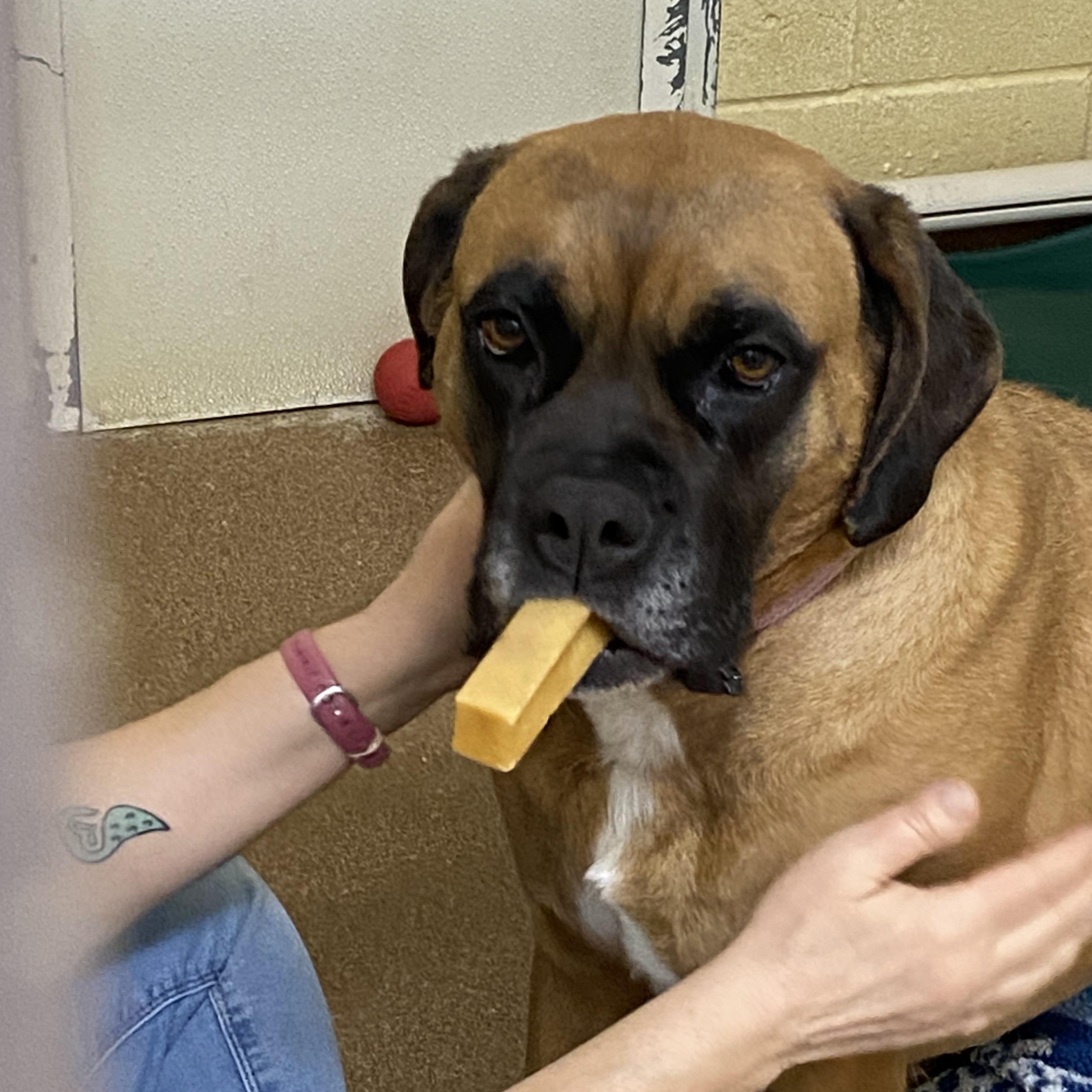 Sadie, a Adoptable Boxer in Choteau, MT image 6/6