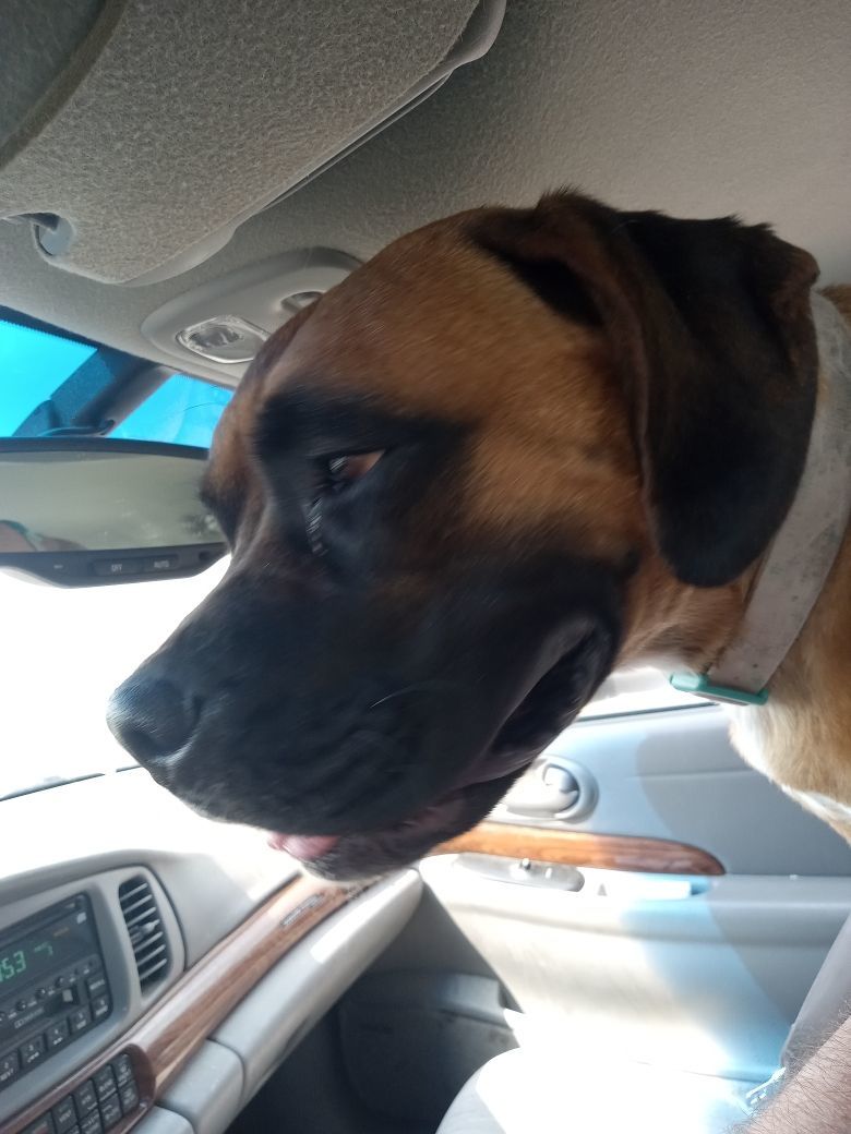 Enlarge Sadie, a Adoptable Boxer in Choteau, MT image 8/8