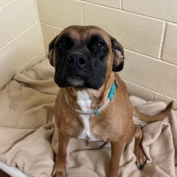 Sadie, Adoptable, Young Female Boxer.