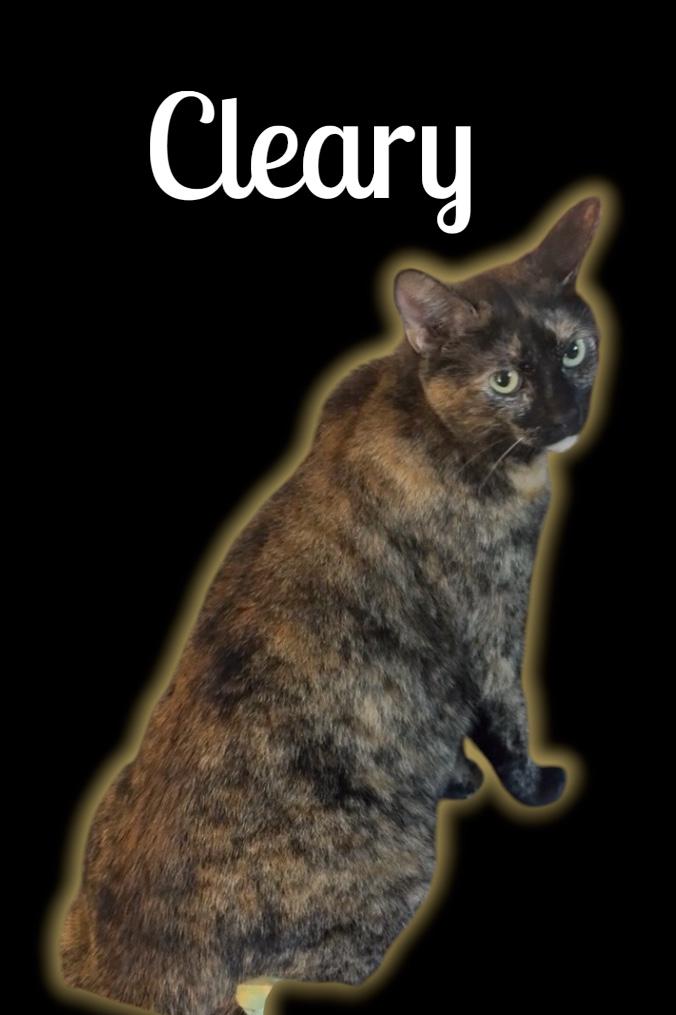 Cleary, ADOPTABLE, Adult Female Domestic Short Hair.