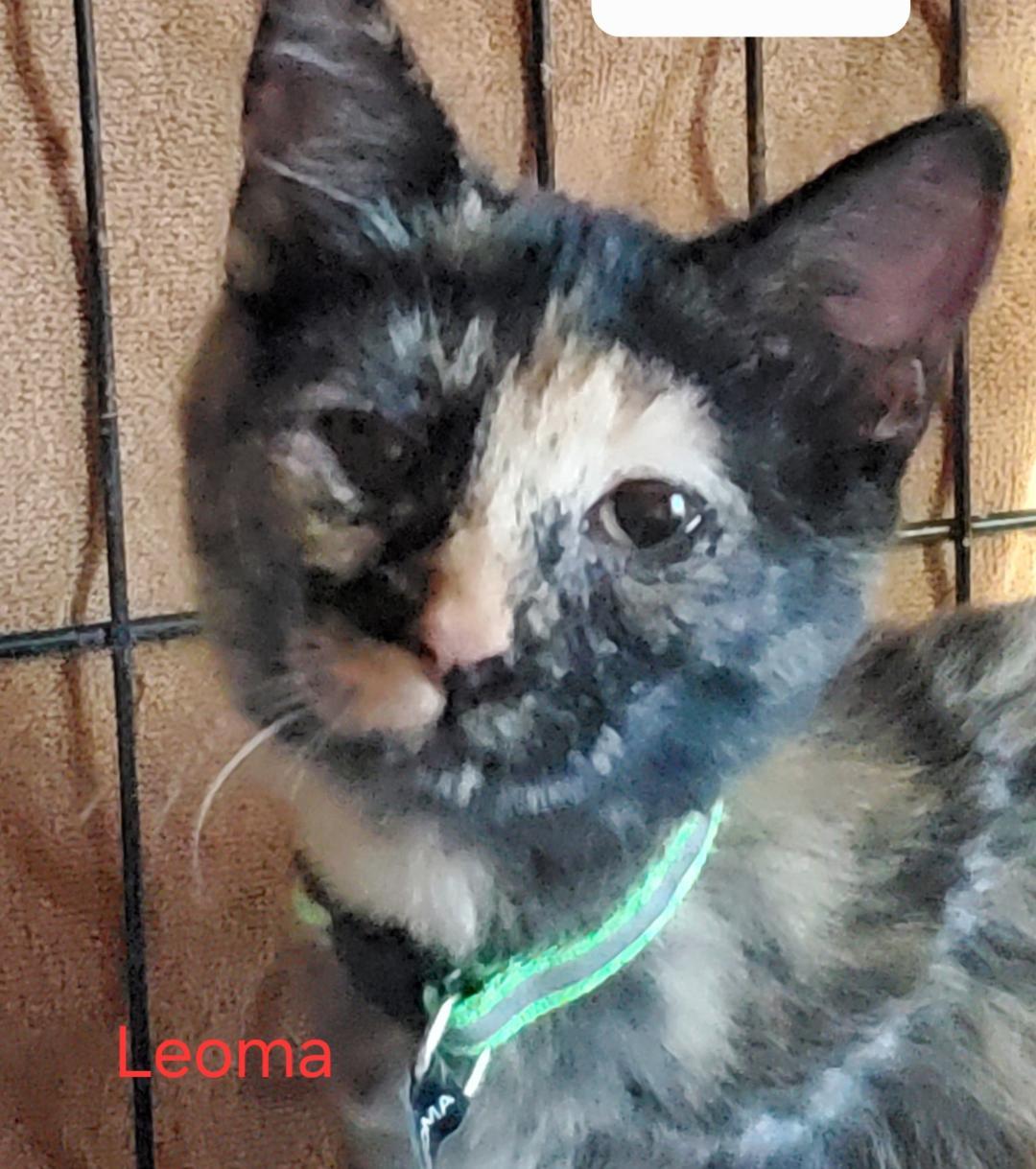 Enlarge Leoma, an adopted mixed breed in Las Cruces, NM image 1/1