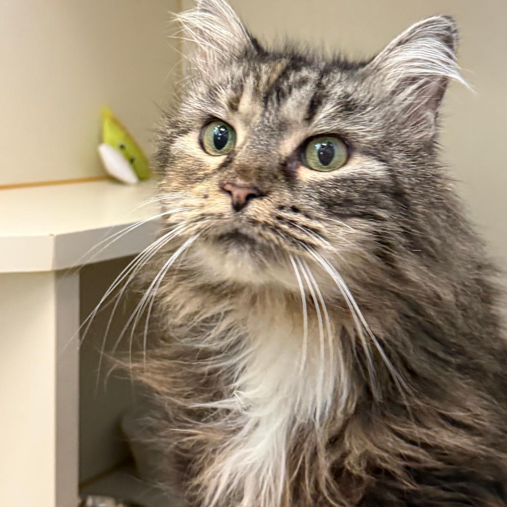 JJ, Adoptable, Senior Female Domestic Medium Hair.