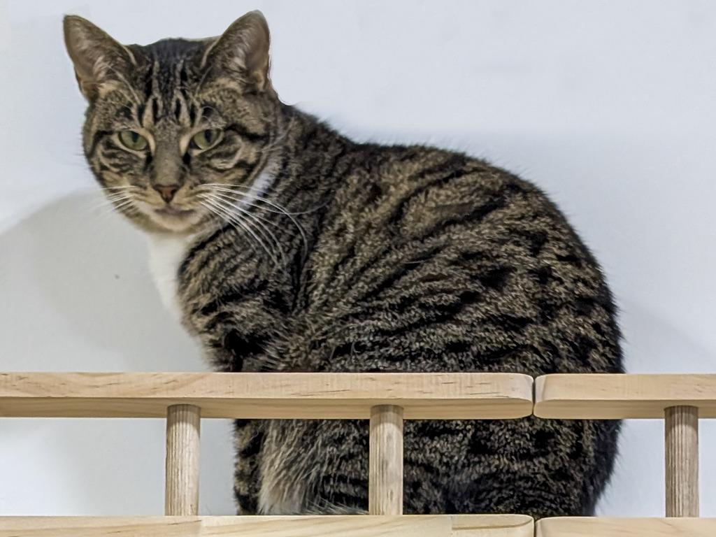 Enlarge Marchella, a Adoptable Tabby in Powell, OH image 1/4