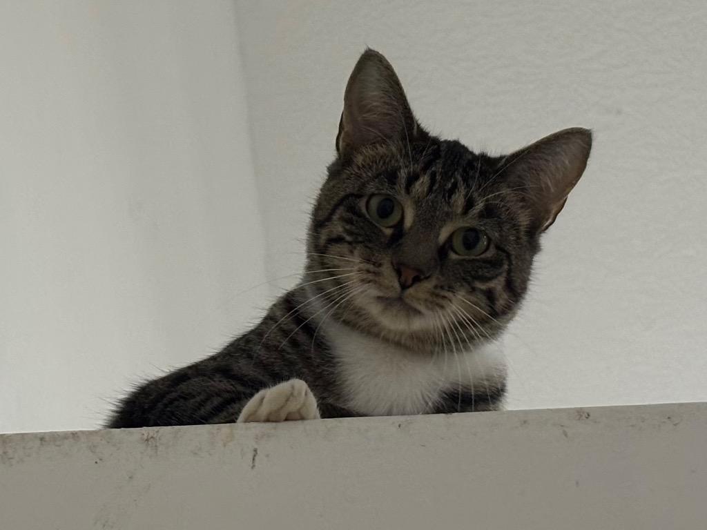 Marchella, Adoptable, Young Female Tabby.