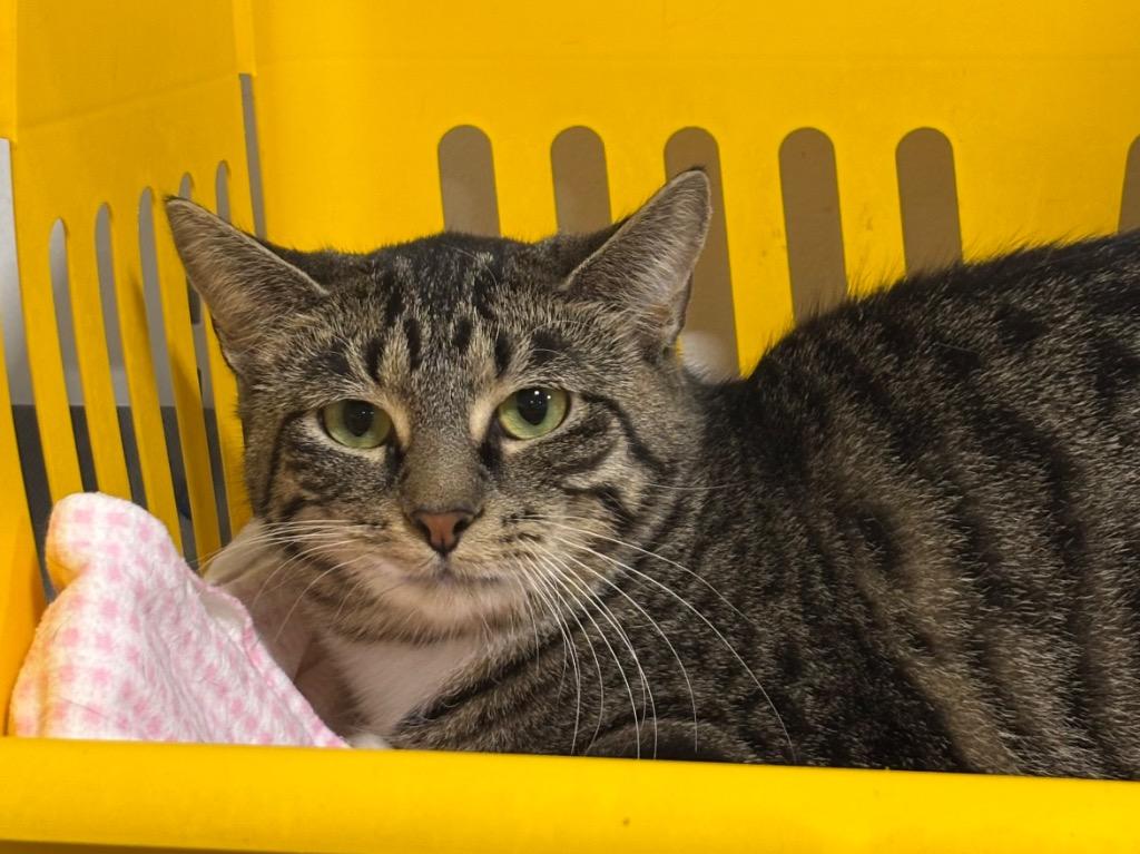 Enlarge Marchella, a Adoptable Tabby in Powell, OH image 2/2