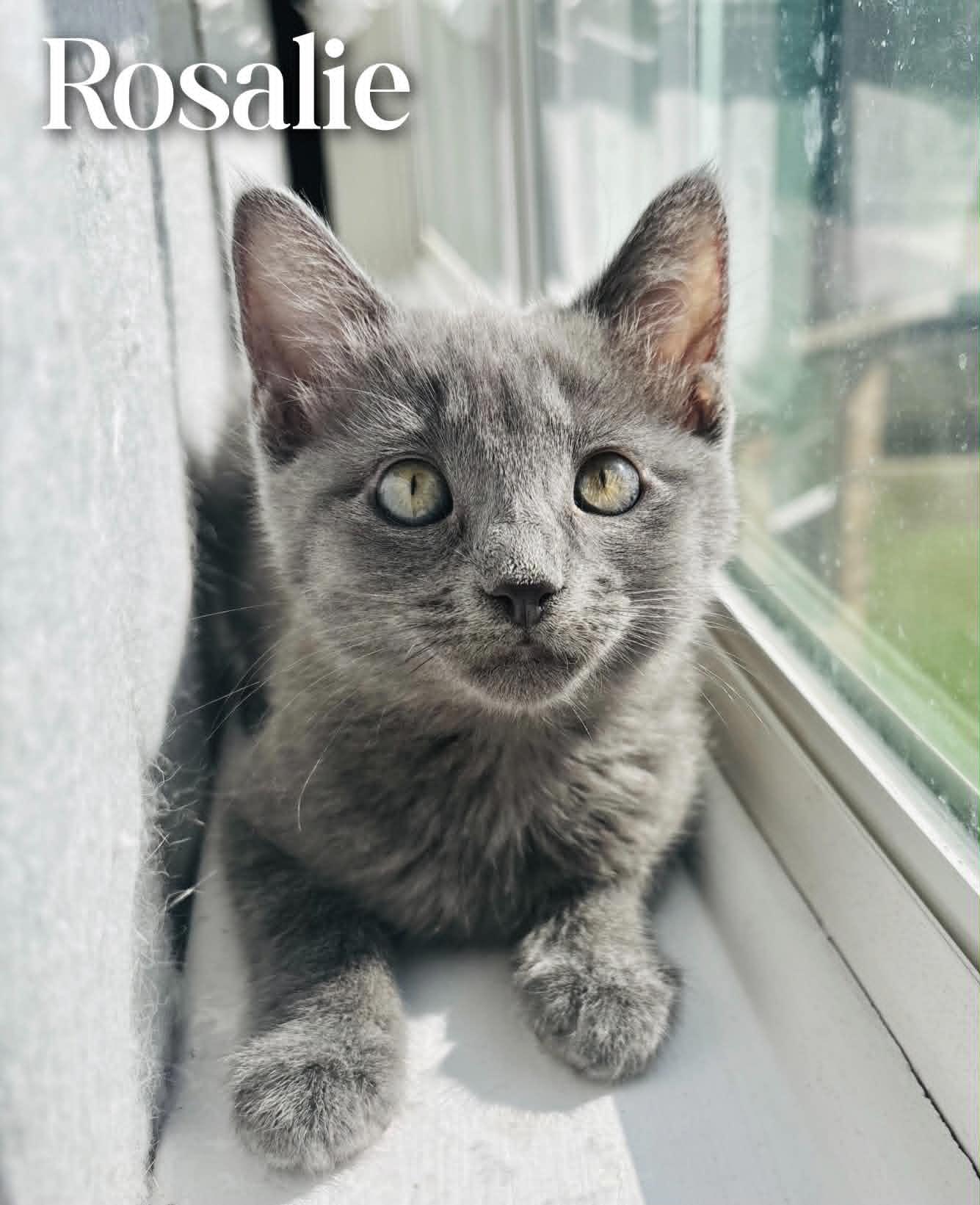 Rosalie, an adopted Domestic Short Hair in Mansfield, TX image 3/4