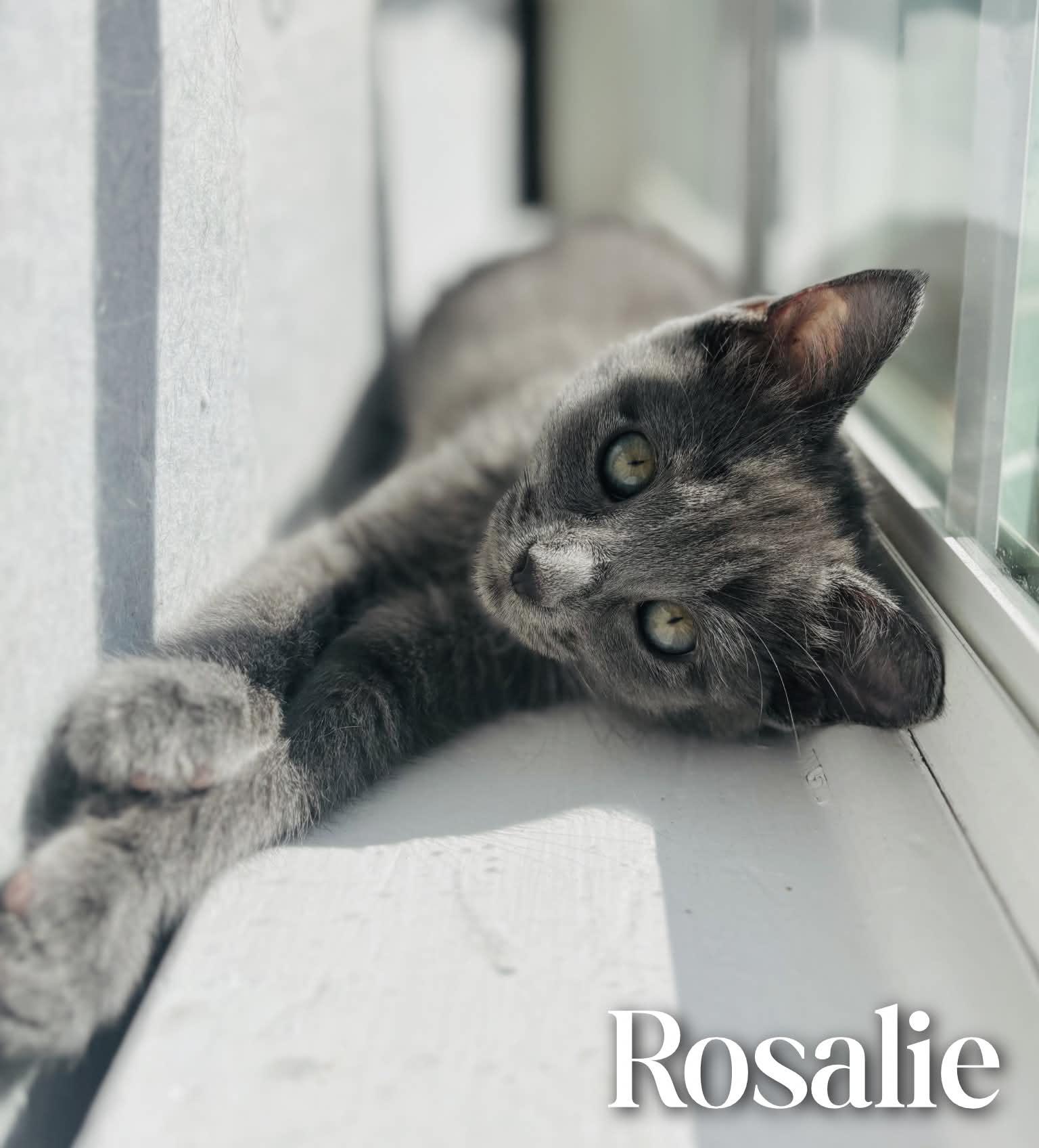 Rosalie, an adopted Domestic Short Hair in Mansfield, TX image 2/4