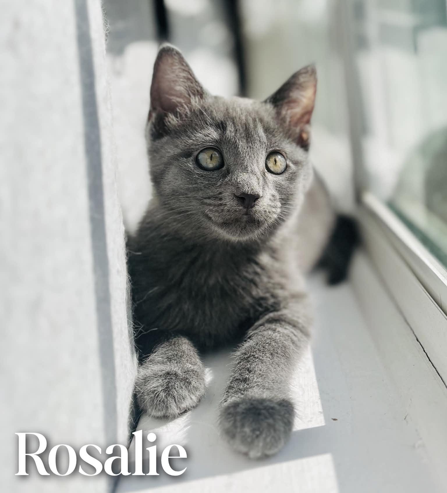 Rosalie, adopted, Young Female Domestic Short Hair.