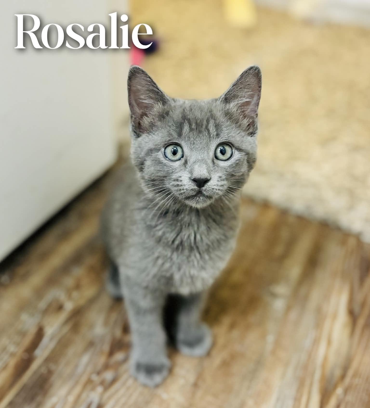 Rosalie, an adopted Domestic Short Hair in Mansfield, TX image 4/4