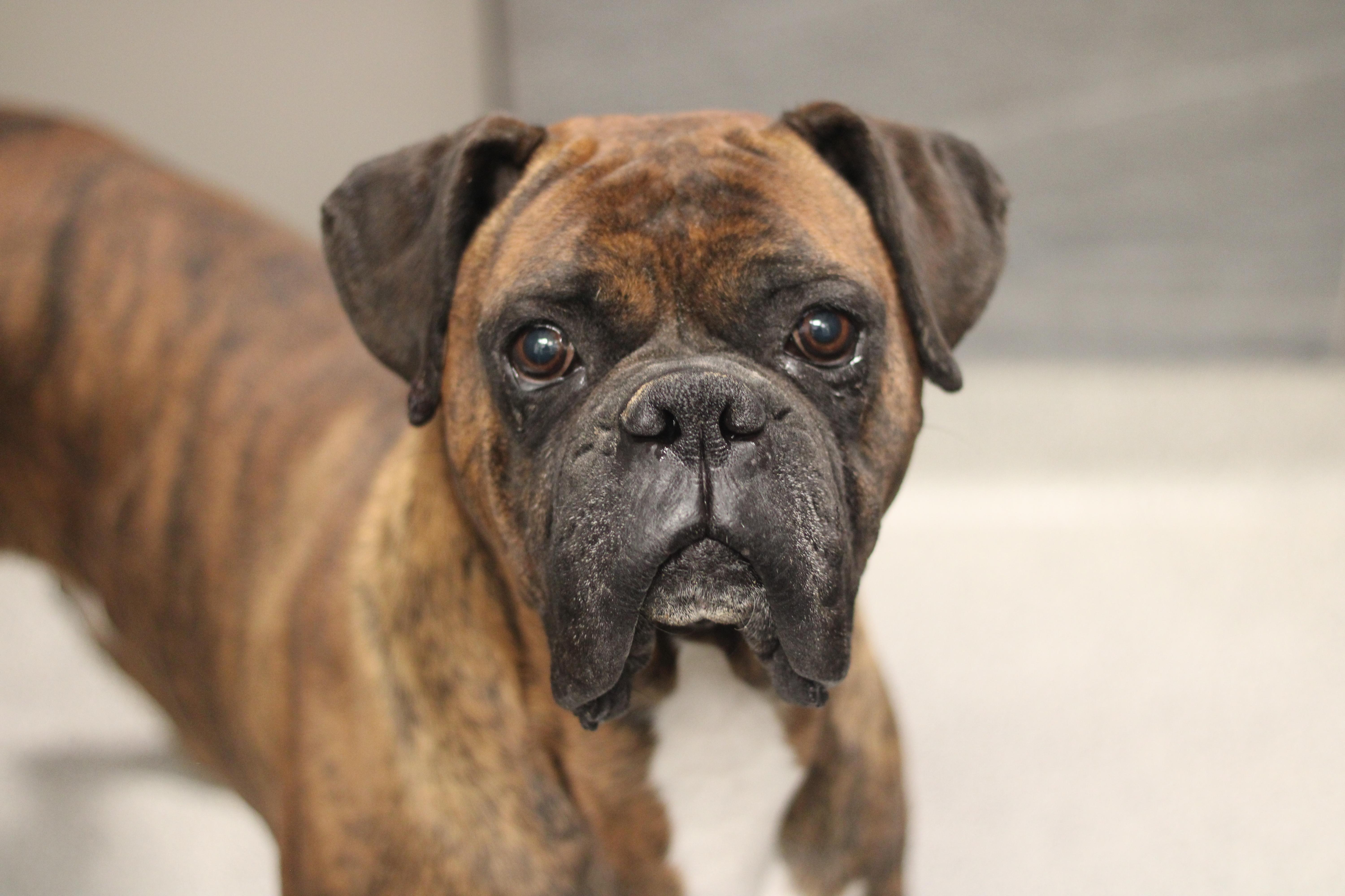 Ranger , ADOPTABLE, Adult Male Boxer.
