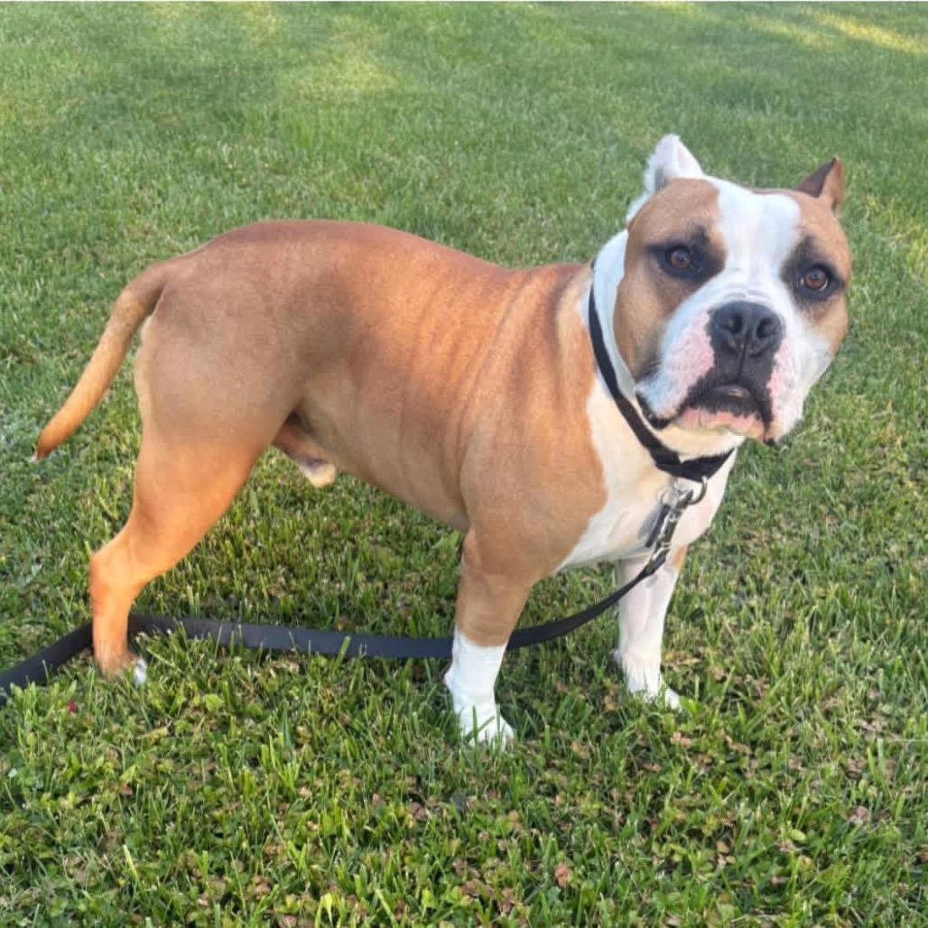 Enlarge Rudy, a Adoptable American Bulldog in Mooresville, IN image 2/5