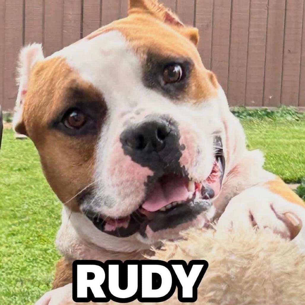 Enlarge Rudy, a Adoptable American Bulldog in Mooresville, IN image 4/5
