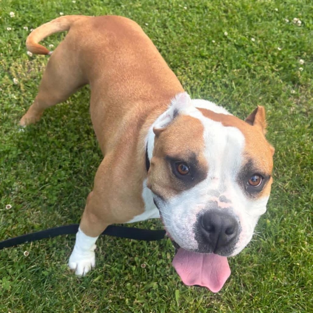 Enlarge Rudy, a Adoptable American Bulldog in Mooresville, IN image 5/5