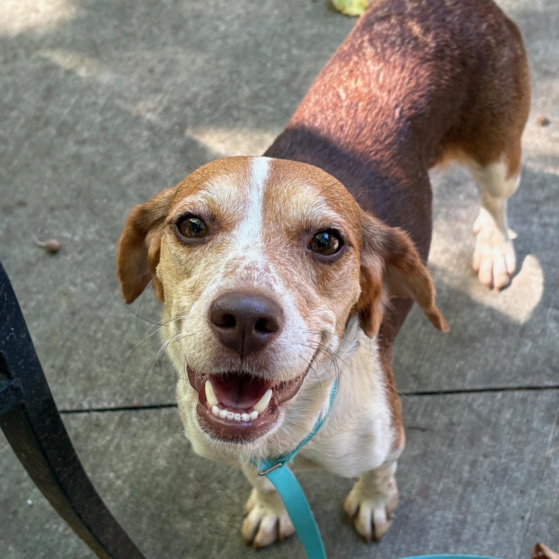 Cherry, ADOPTABLE, Adult Female Beagle.