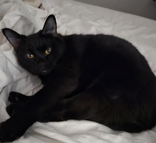 Hilary, Adoptable, Adult Female Domestic Short Hair.