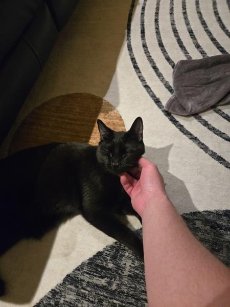 Enlarge Hilary, a Adoptable mixed breed in Dublin, CA image 3/4