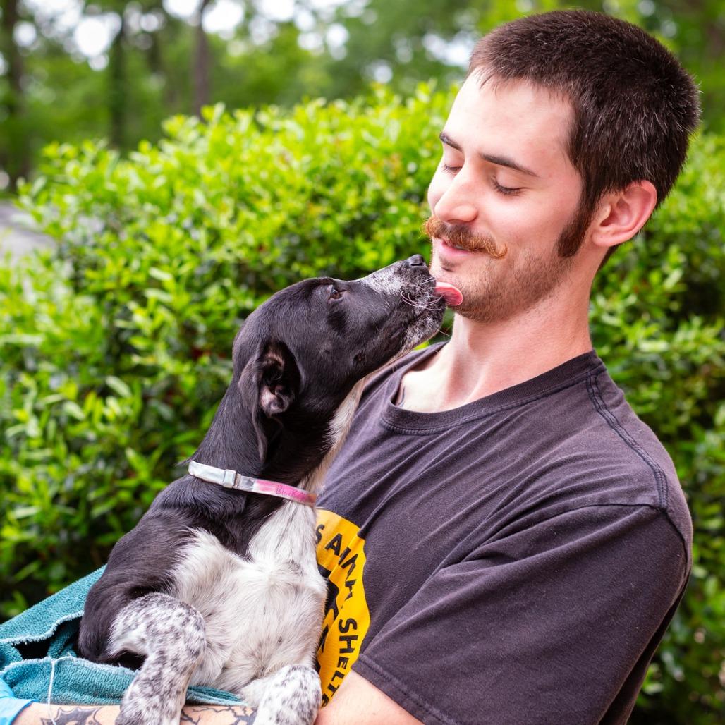 Enlarge Black Cherry, a Adoptable mixed breed in Hattiesburg, MS image 1/2