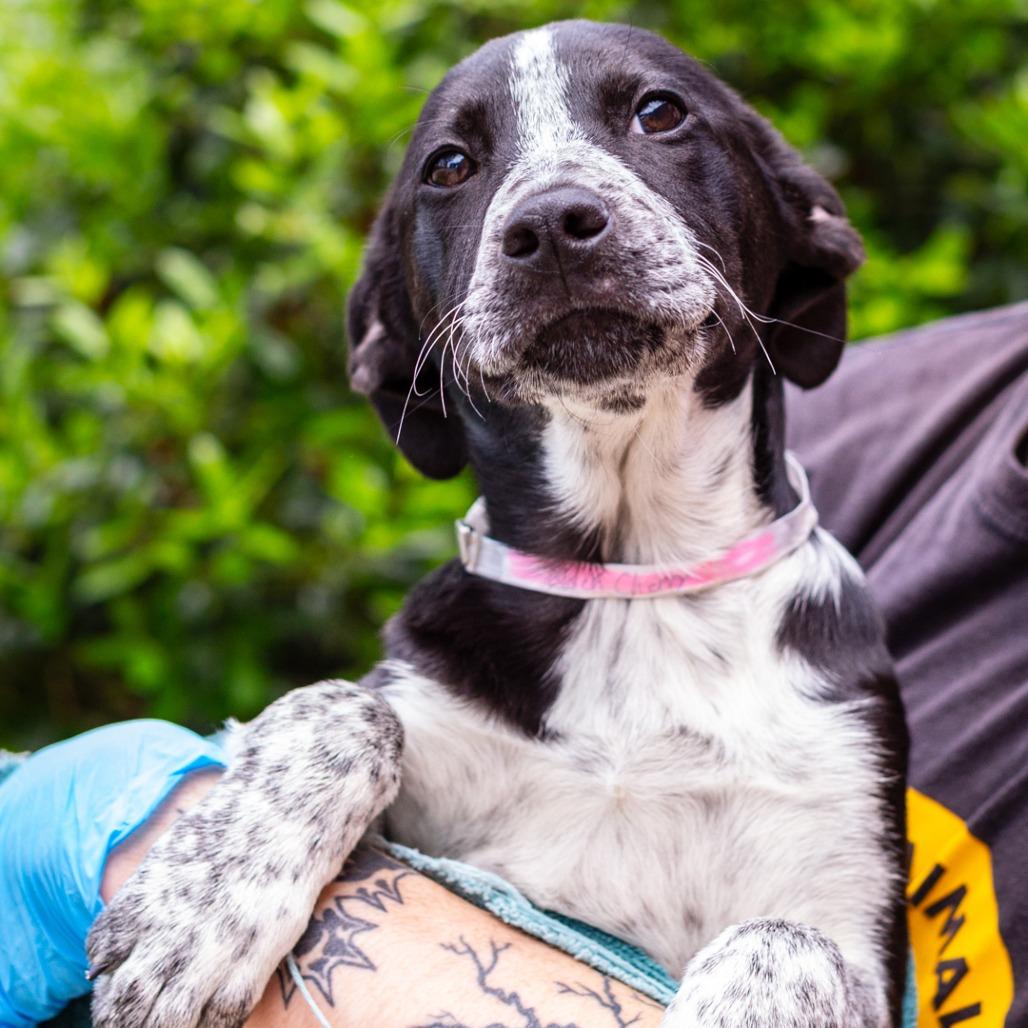 Enlarge Black Cherry, a Adoptable mixed breed in Hattiesburg, MS image 2/2